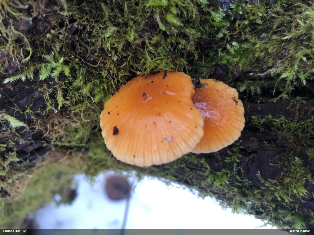 Samtainā ziemene (ziemas celmene)