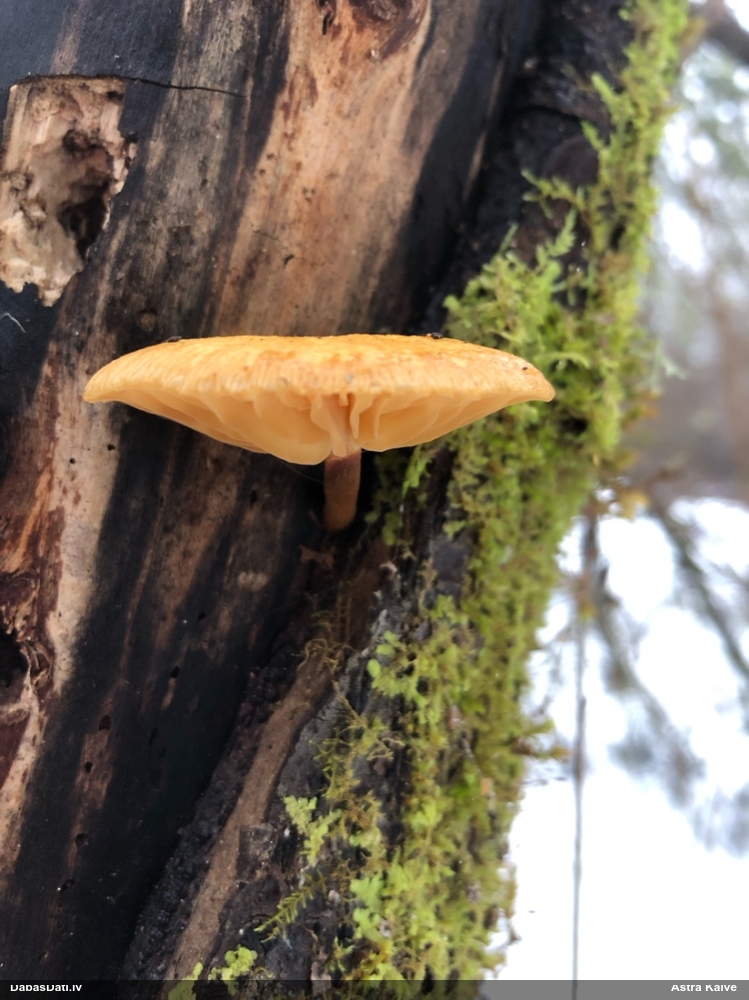 Samtainā ziemene (ziemas celmene)