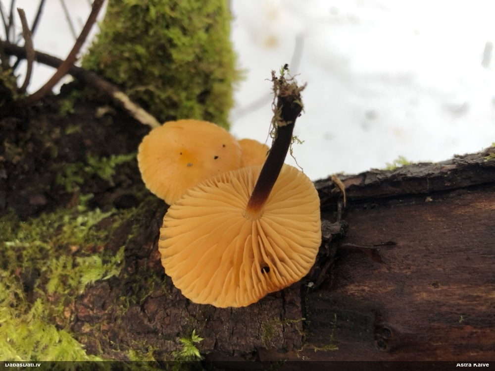 Samtainā ziemene (ziemas celmene)