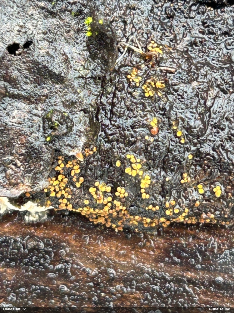 Kārpainā mizaine