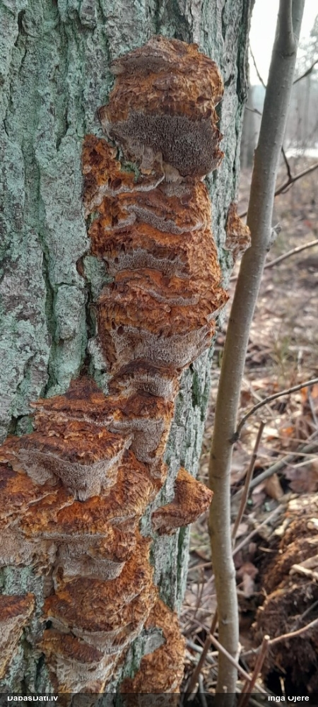 Alkšņu spulgpiepe