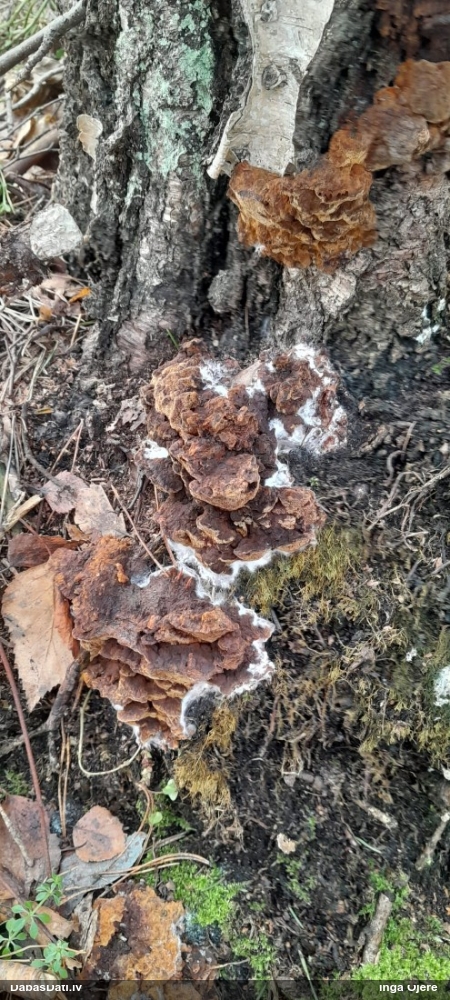 Alkšņu spulgpiepe