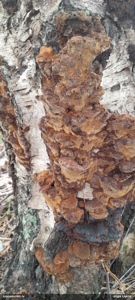 Alkšņu spulgpiepe