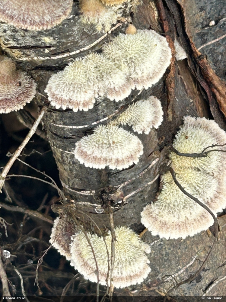 Common Split Gill