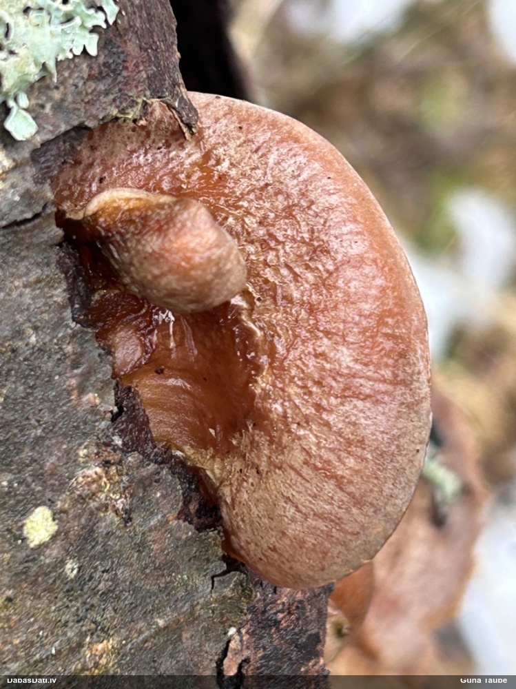Vēlā pundurkamolene