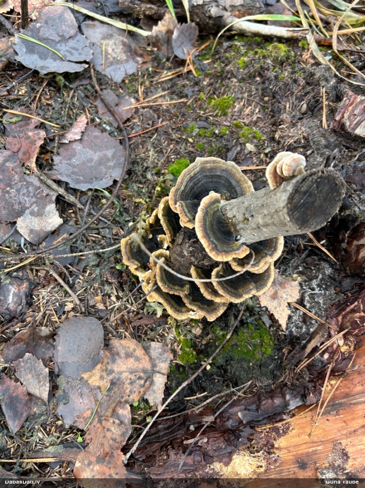 Raibā tauriņpiepe