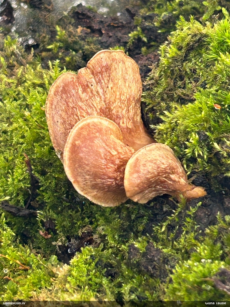 Vēlā pundurkamolene