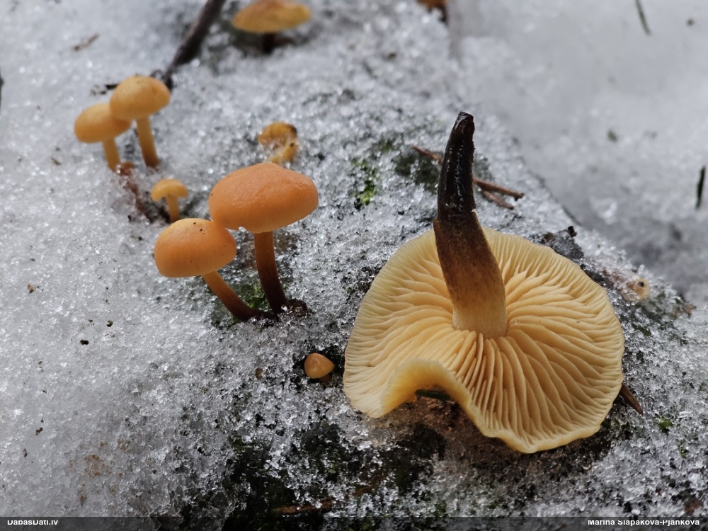 Samtainā ziemene (ziemas celmene)