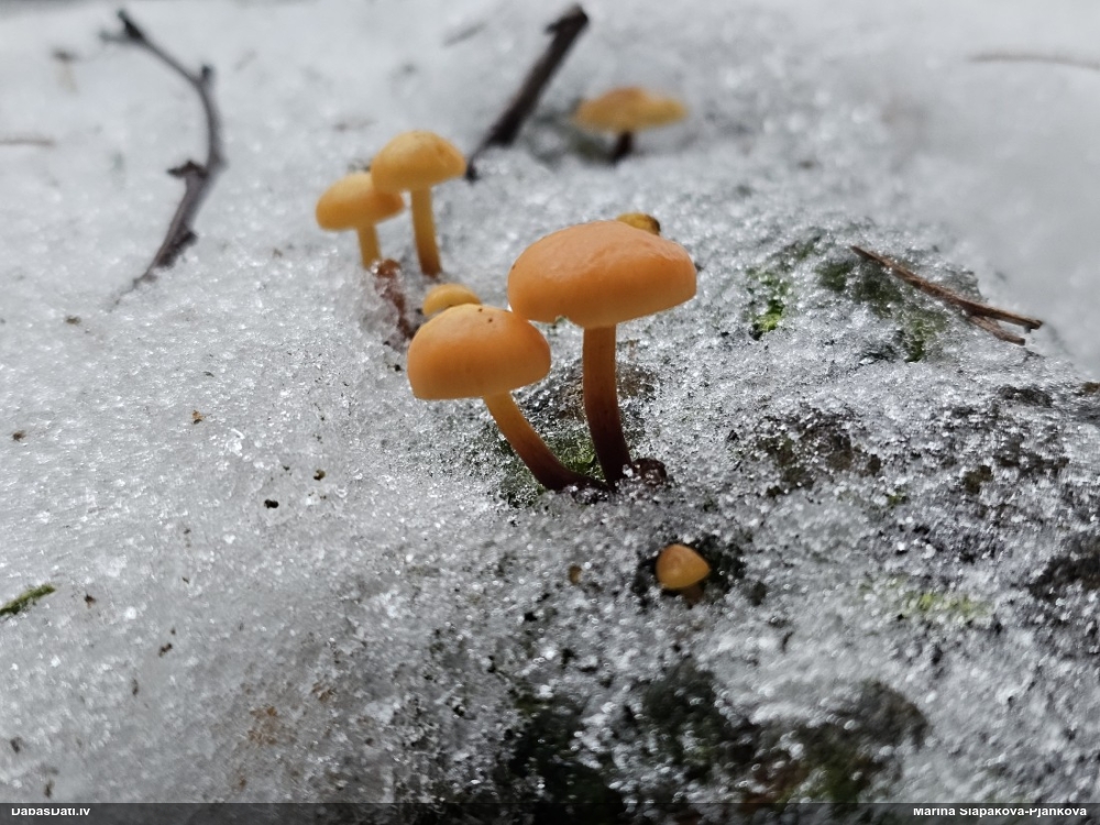 Samtainā ziemene (ziemas celmene)