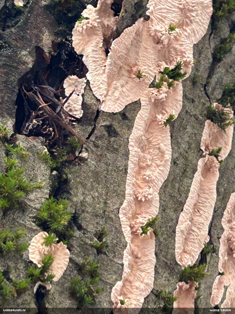 Sēne Corticium roseum