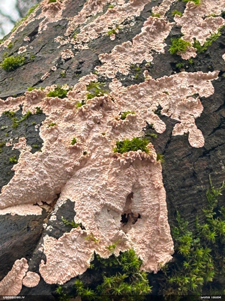 Sēne Corticium roseum