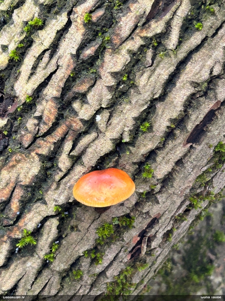 Samtainā ziemene (ziemas celmene)