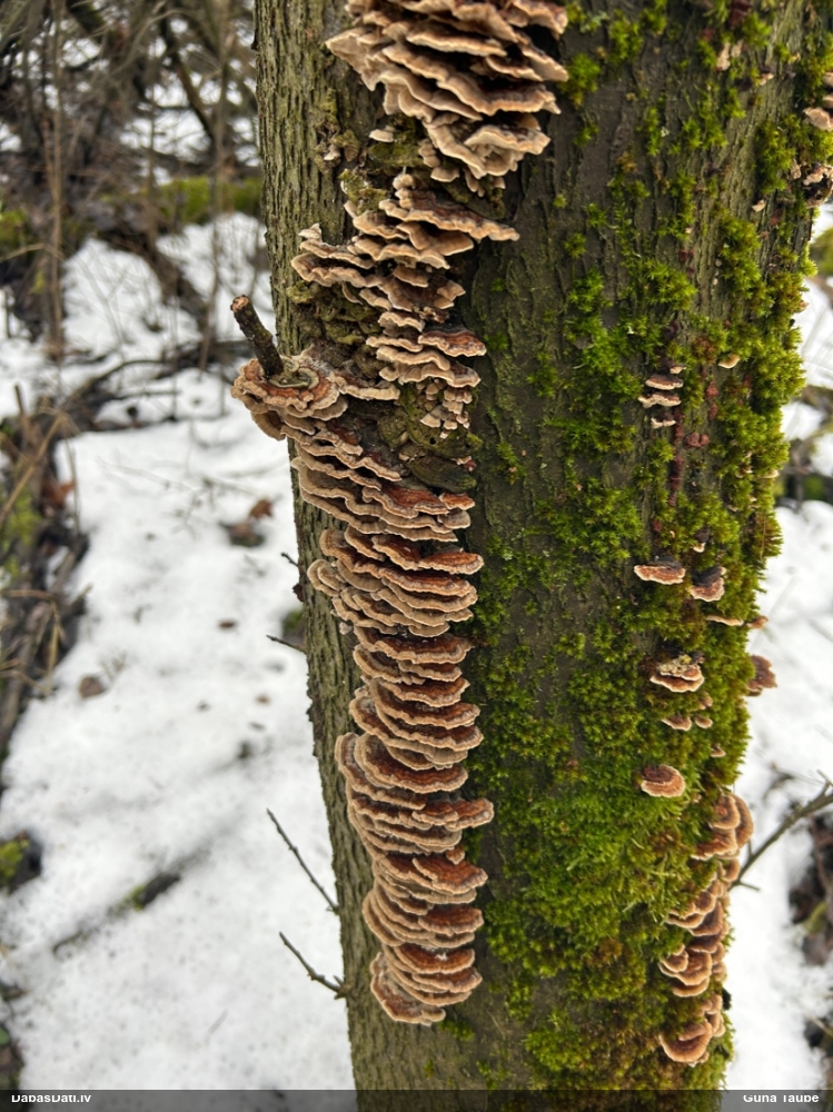 Alkšņu spulgpiepe
