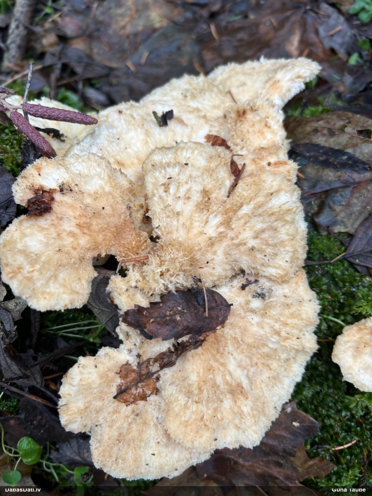 Mīkstpiepe Postia sp.