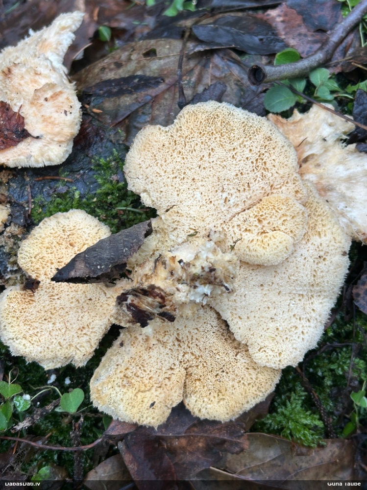 Mīkstpiepe Postia sp.
