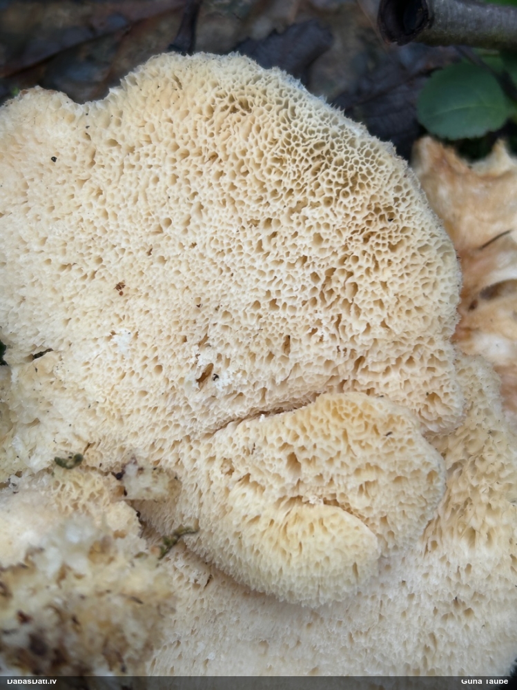 Mīkstpiepe Postia sp.