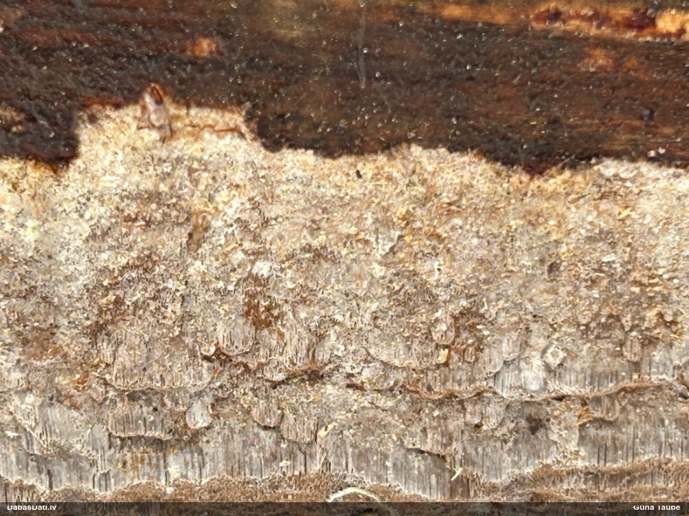 Klājeniska sēne (nenoteikta)
