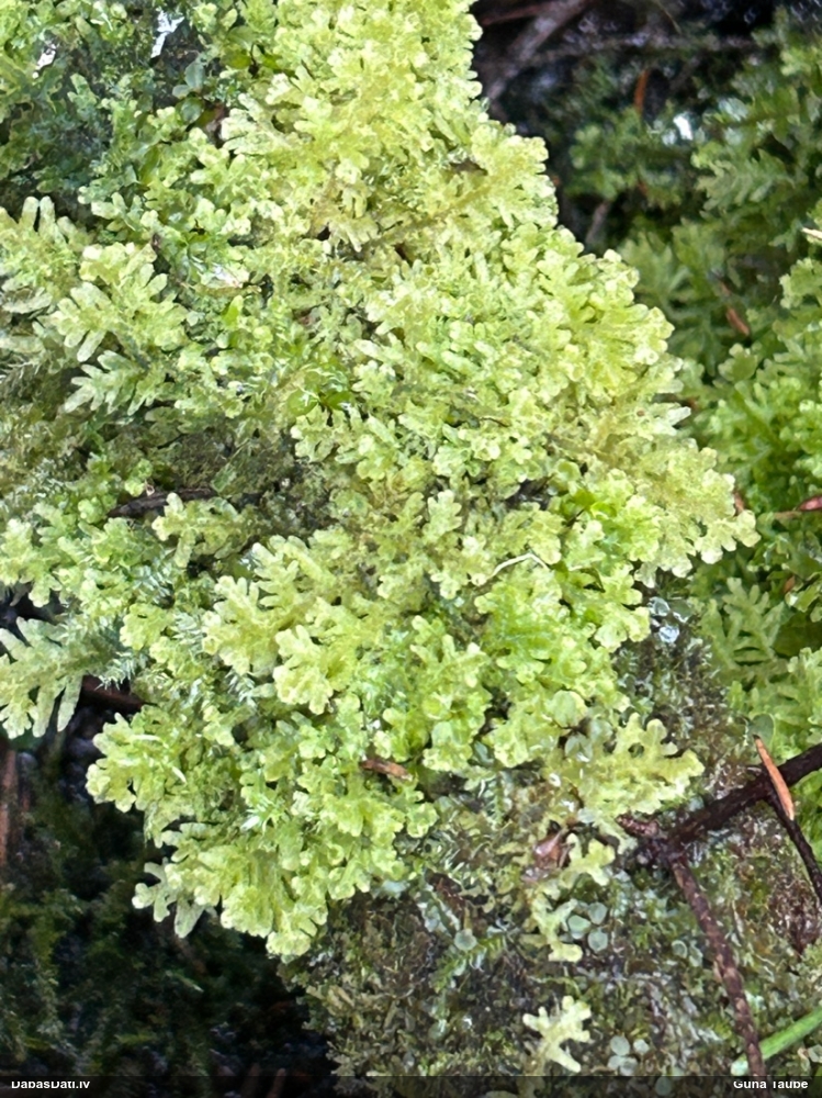 Tūbainā bārkstlape