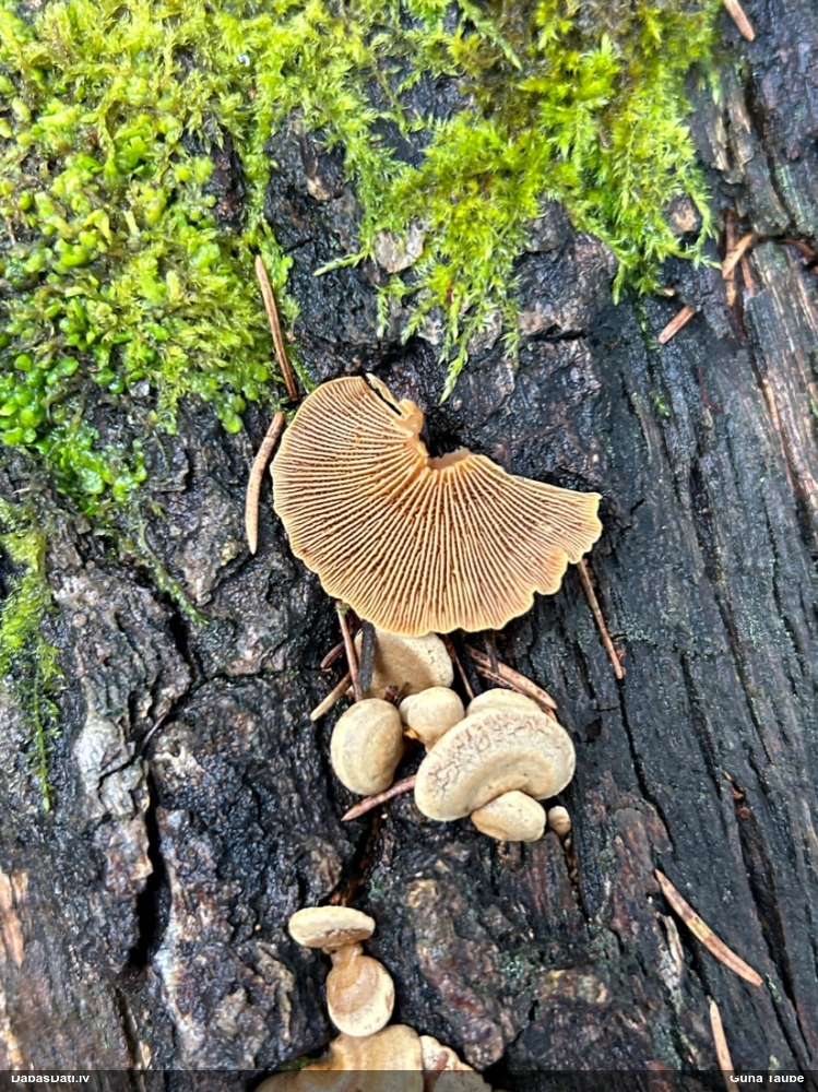 Sūrā pundurkamolene