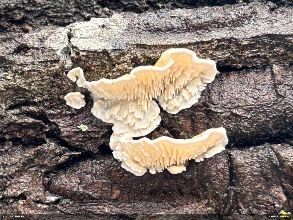 Piena grābeklene