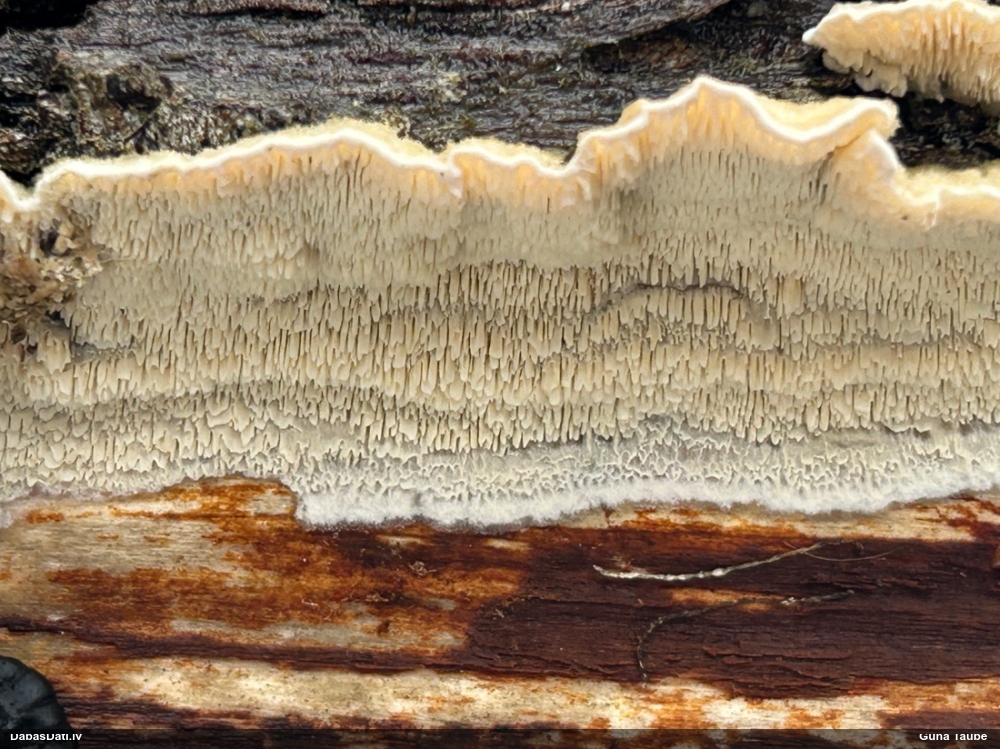 Piena grābeklene