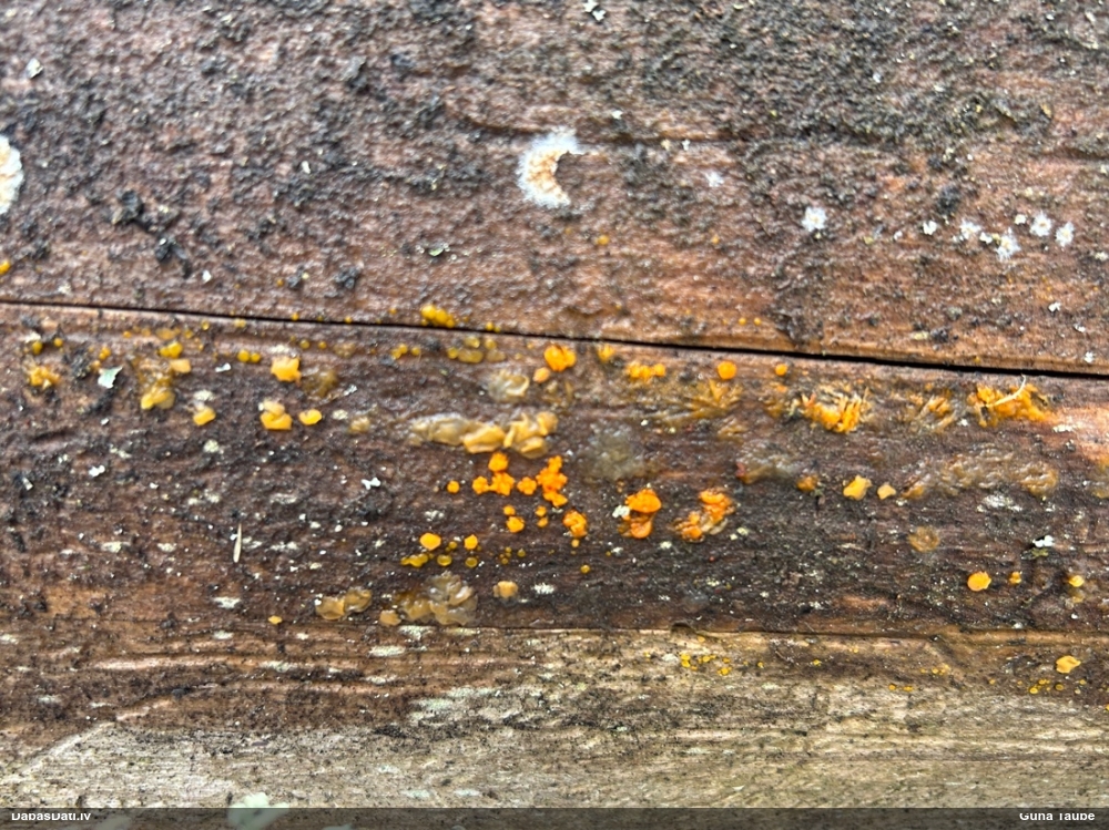 Galertene Dacrymyces enatus
