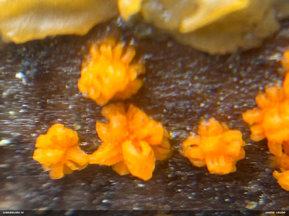 Galertene Dacrymyces enatus