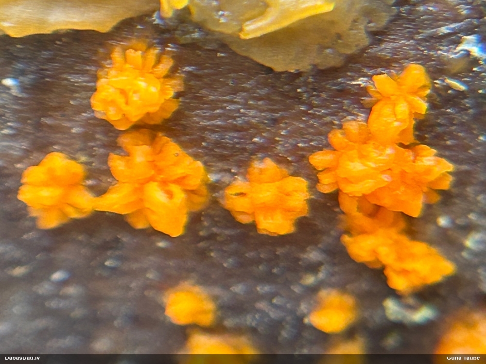 Galertene Dacrymyces enatus