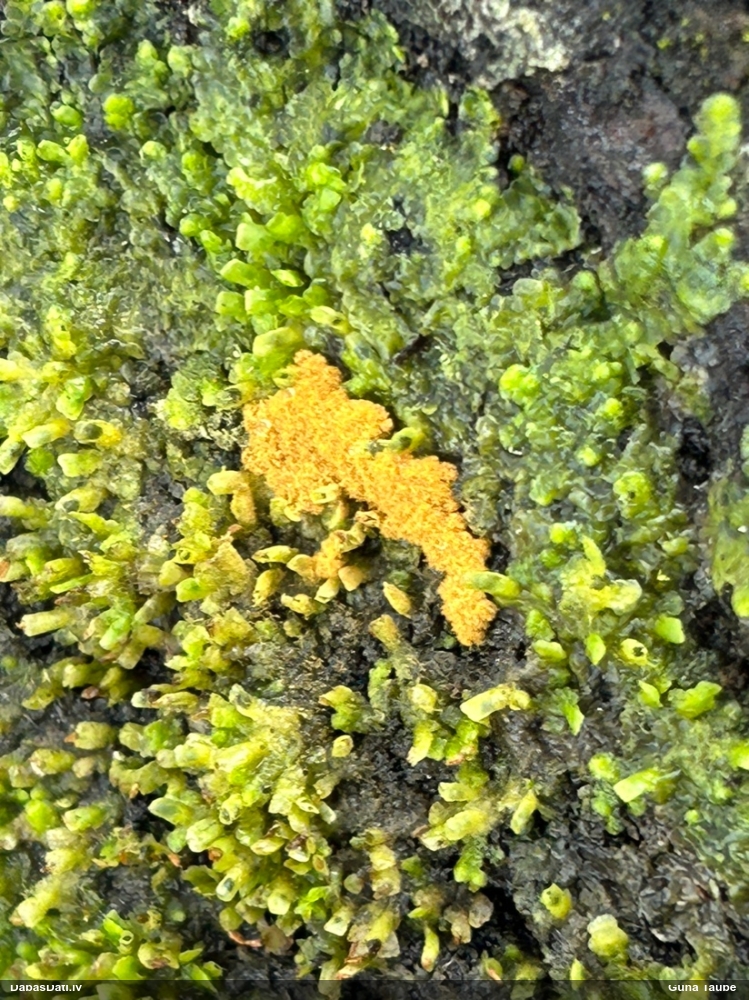 Trihija, hemitrihija (nenoteikta)