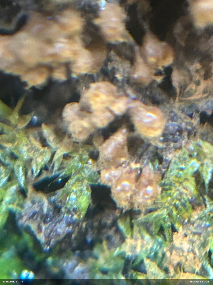 Maldinošā pilienīte