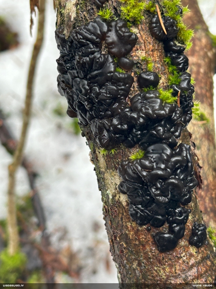 Black Jelly Roll