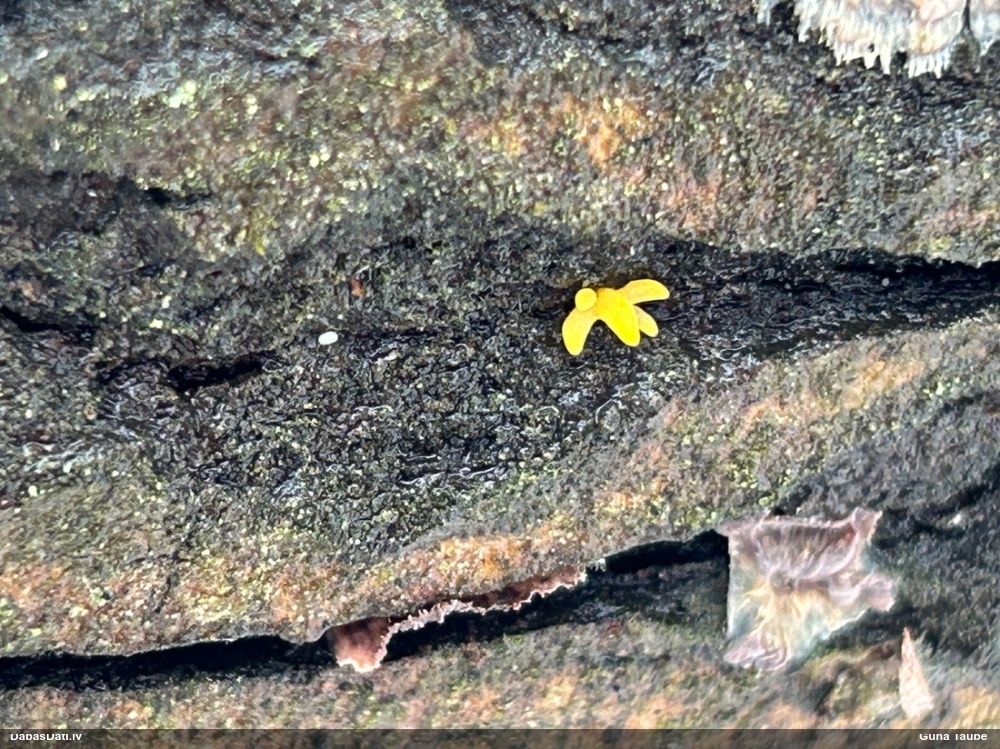 Zaraine Calocera furcata