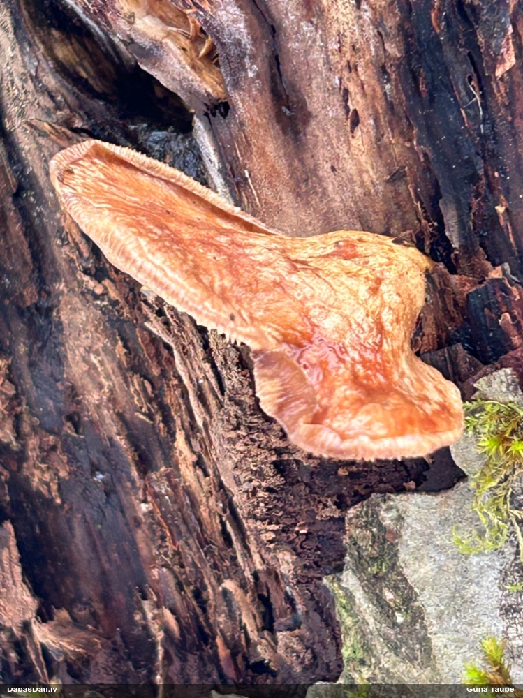 Vēlā pundurkamolene