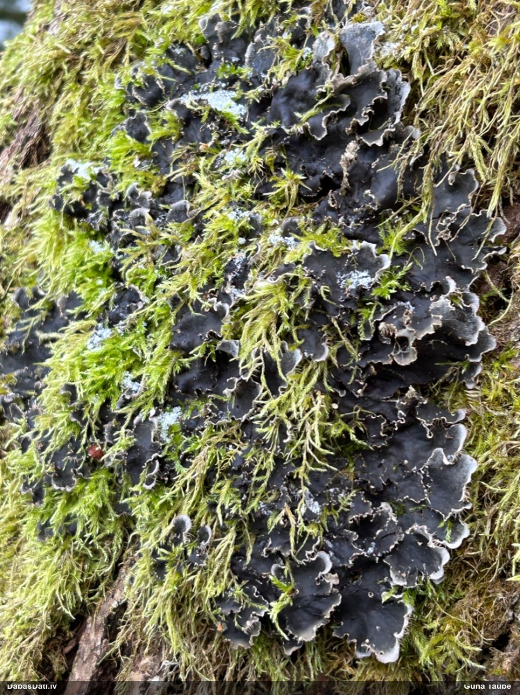 Peltīgera (nenoteikta)