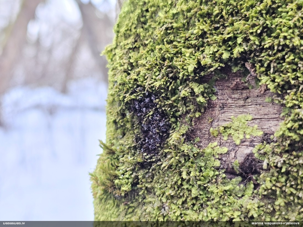 Badhāmija (nenoteikta)