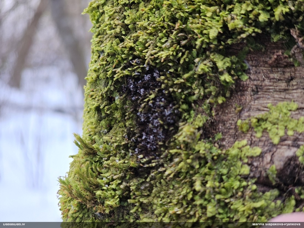 Dzelksnīte (nenoteikta)