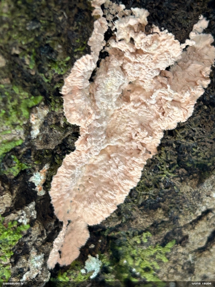 Sēne Corticium roseum