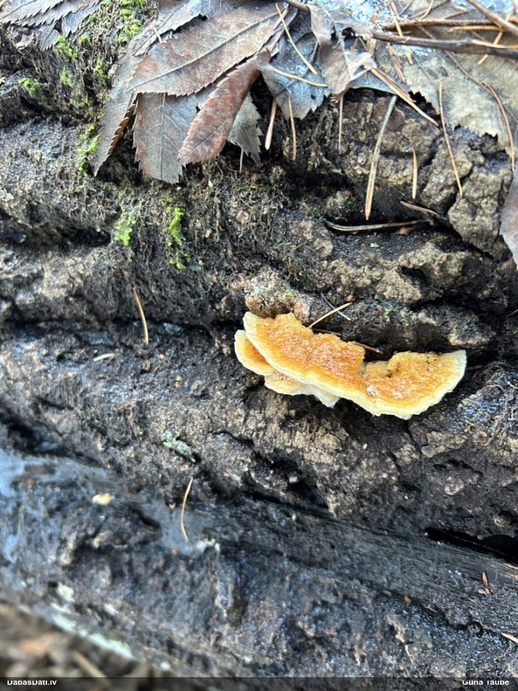 Piepe (nenoteikta)
