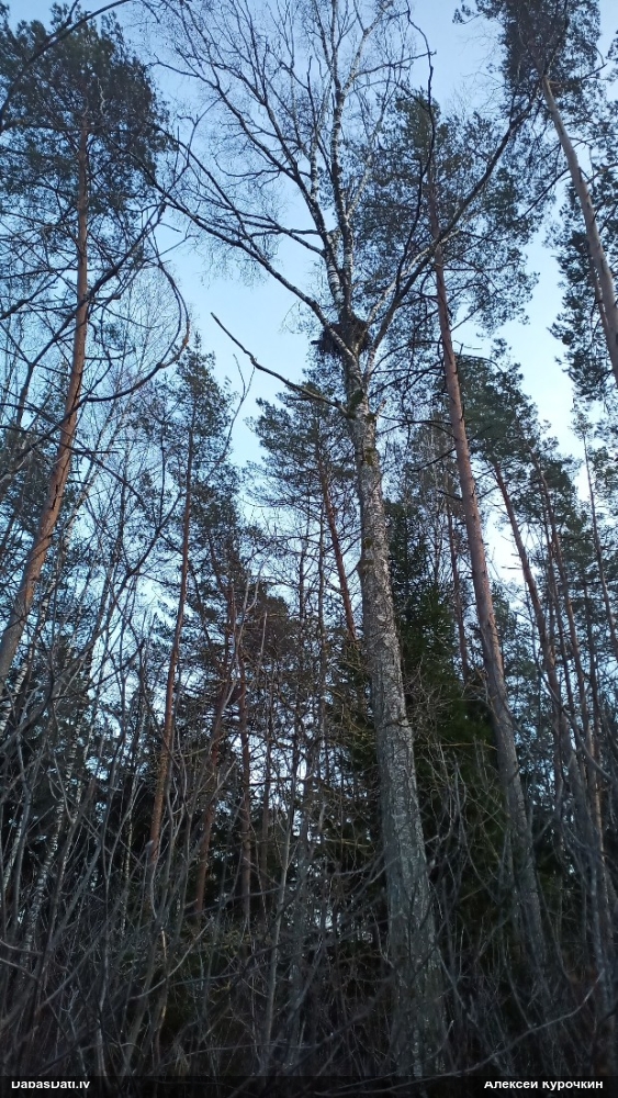 Putns (nenoteikts)