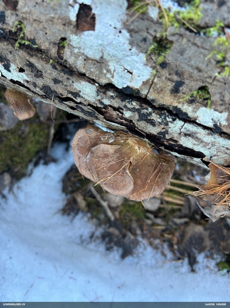 Vēlā pundurkamolene