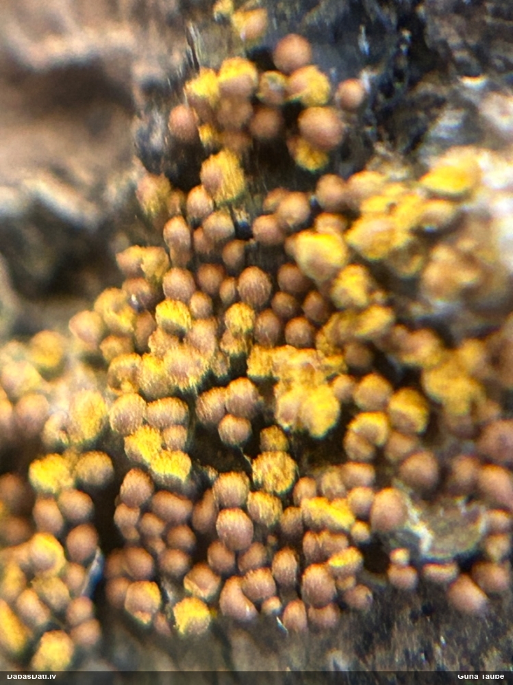 Kārpainā mizaine