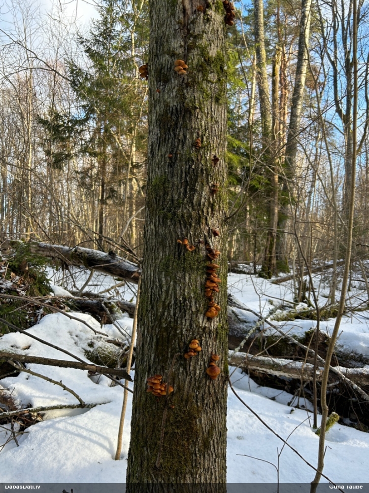 Samtainā ziemene (ziemas celmene)