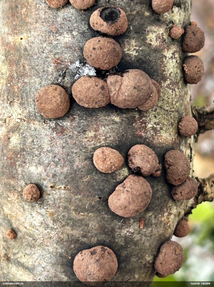 Sēne Hypoxylon fuscum