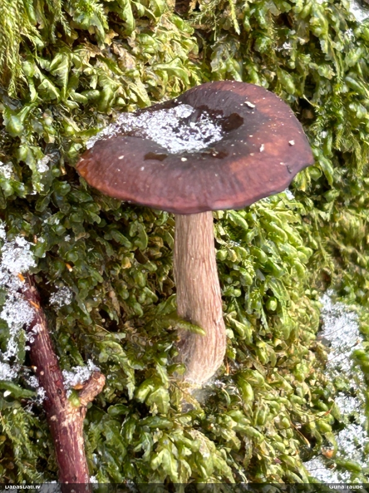 Lapiņsēne (nenosakāma)
