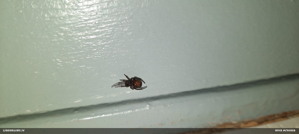 Labirintzirneklis Steatoda bipunctata