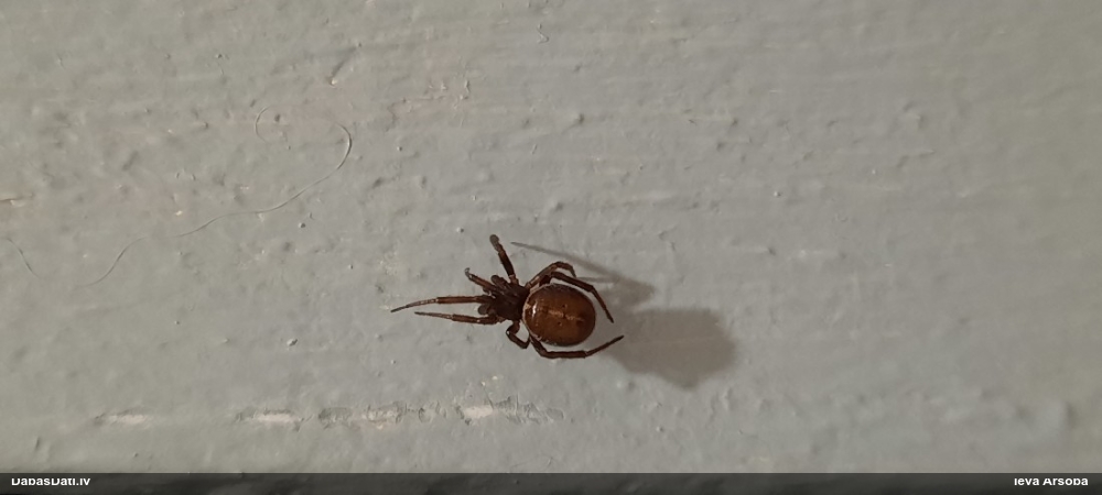 Labirintzirneklis Steatoda bipunctata