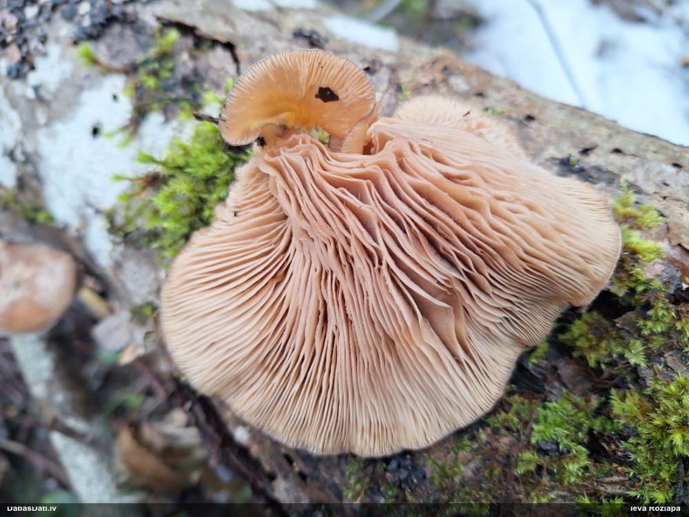 Vēlā pundurkamolene