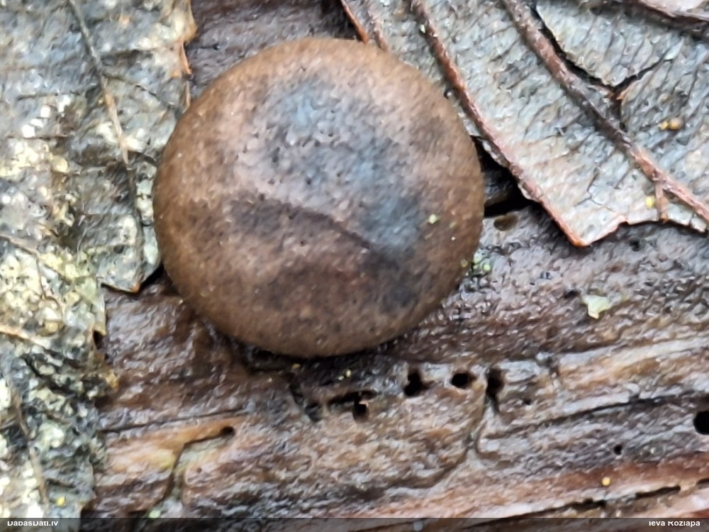 Vilkpienaine (nenoteikta)