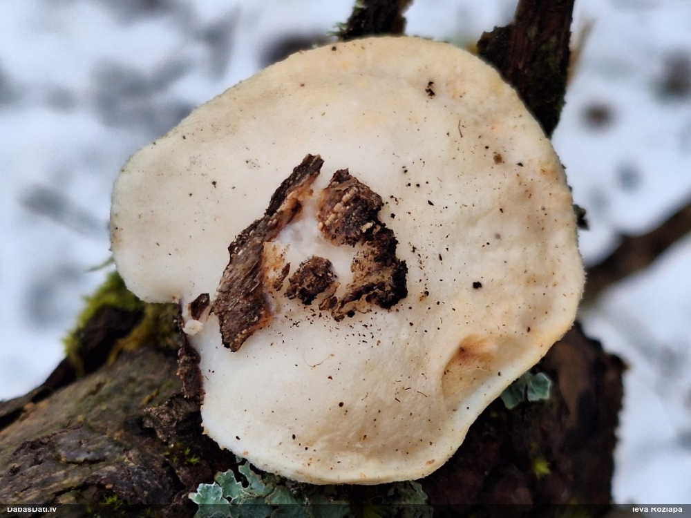 Mīkstpiepe Postia sp.