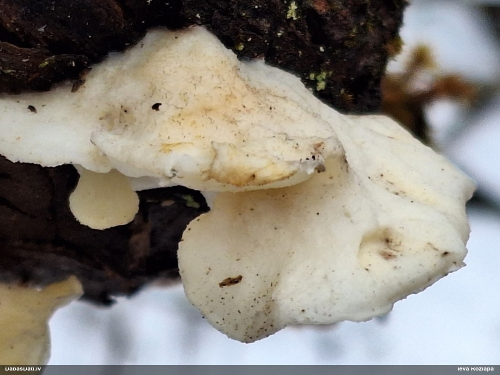 Mīkstpiepe Postia sp.